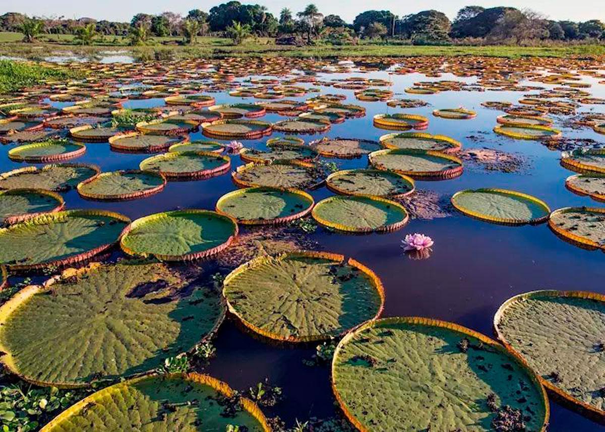 Parc National du Pantanal Matogrossense