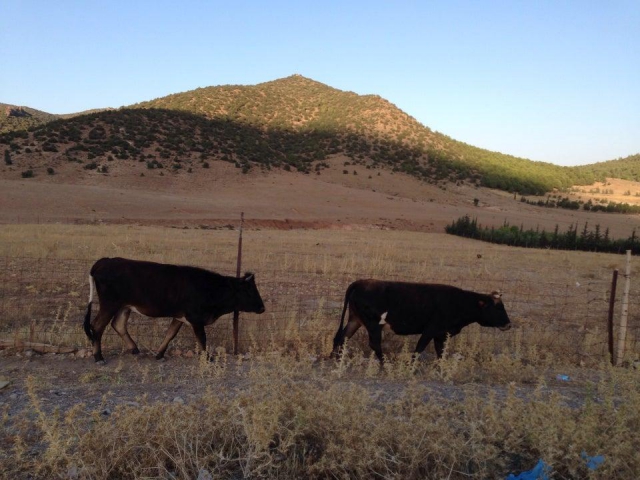 Fauna of Belezma National Park