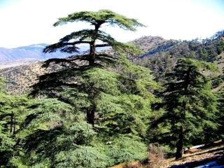 Flora of Belezma National Park