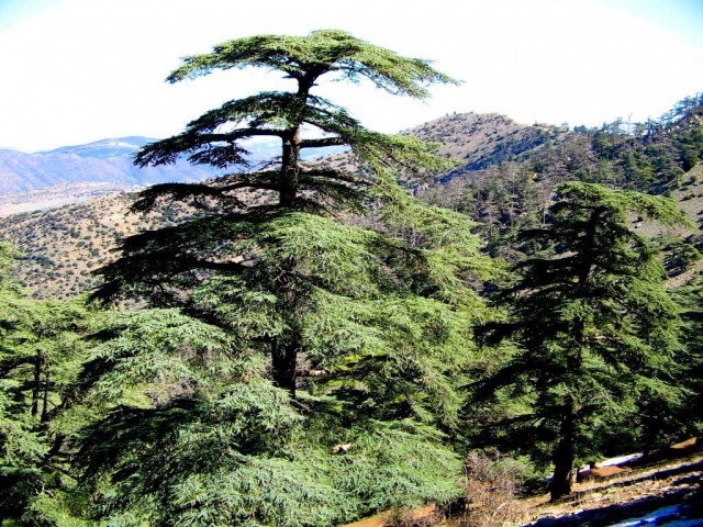 Flora of Belezma National Park