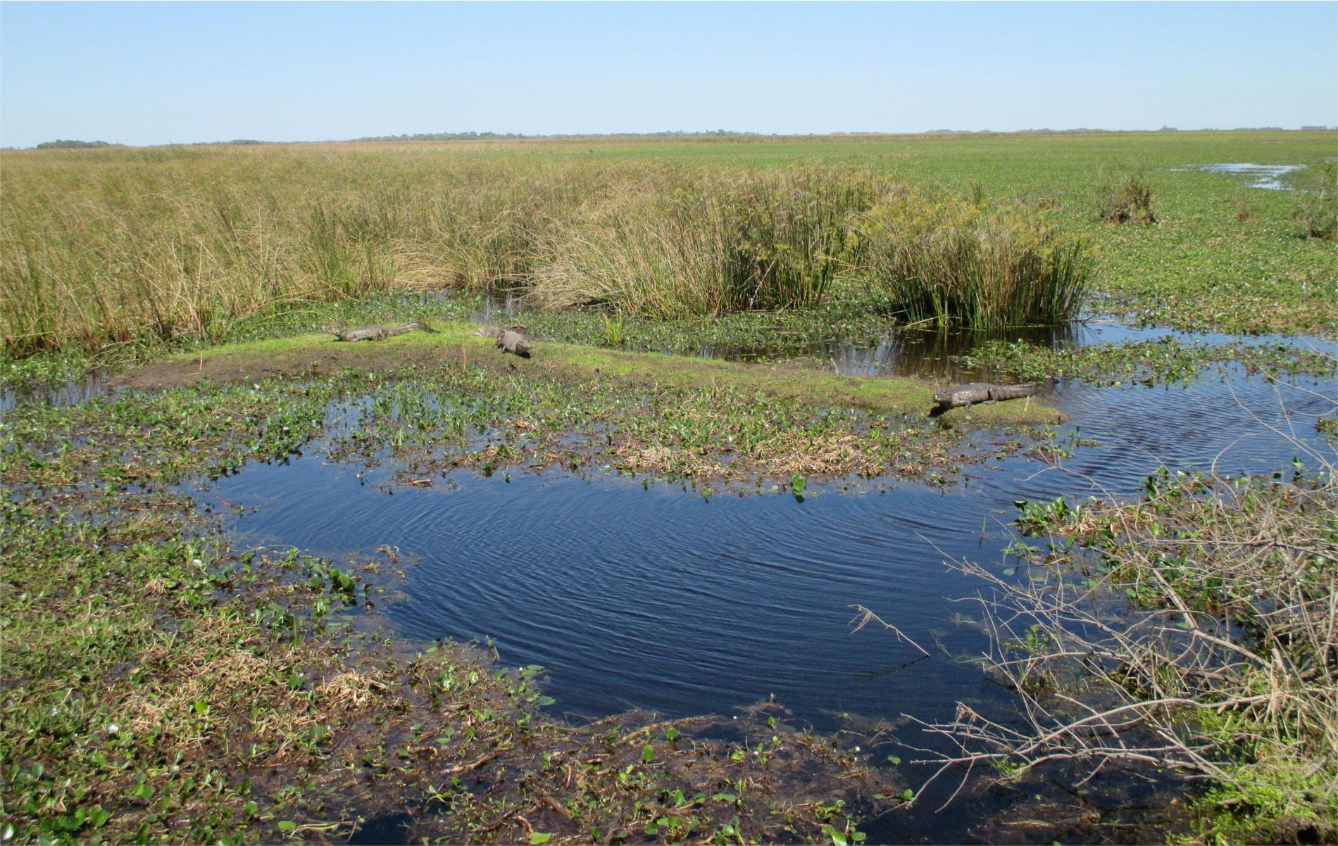 Parc national d’Iberá