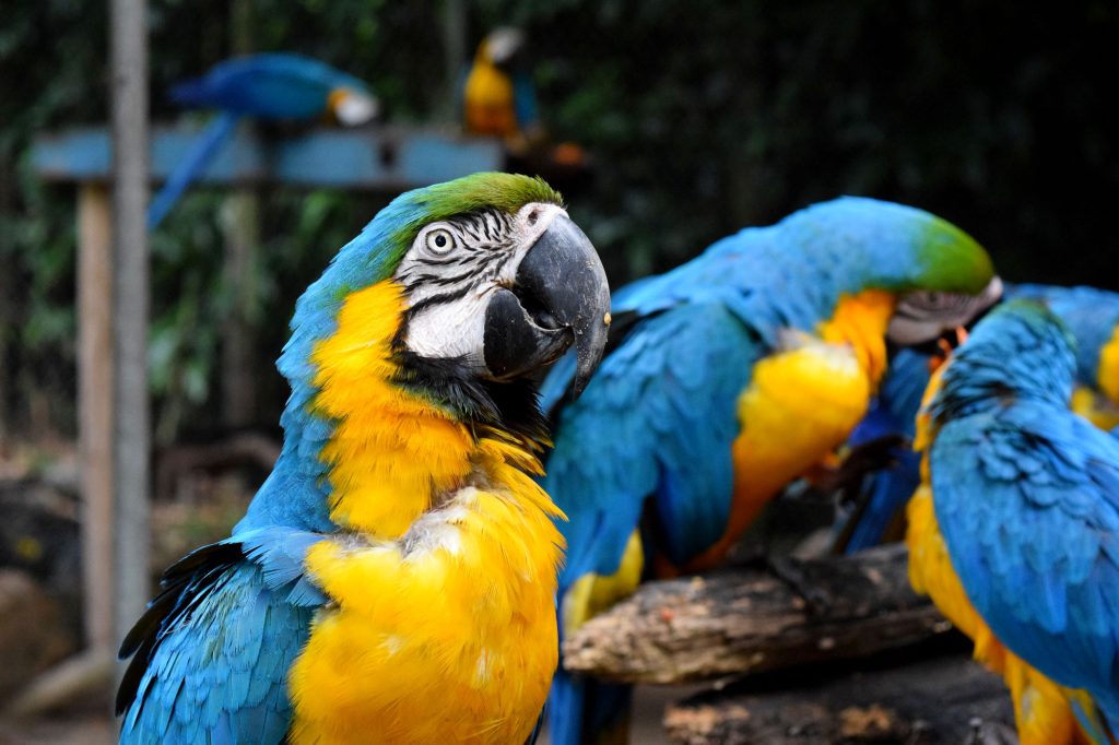 ティジュカ国立公園のオウムと生物多様性
