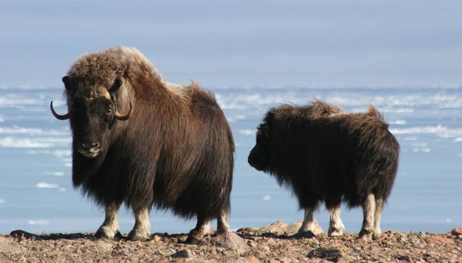 Parc national Qausuittuq