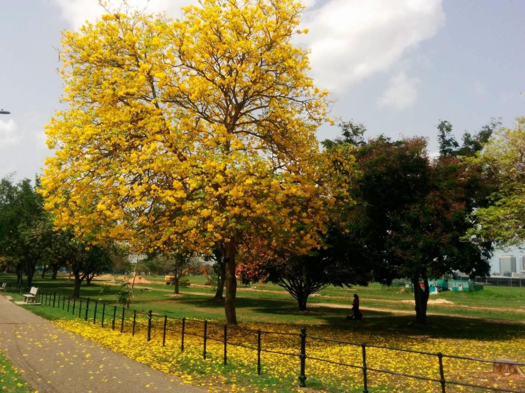 Queen's Park Savannah