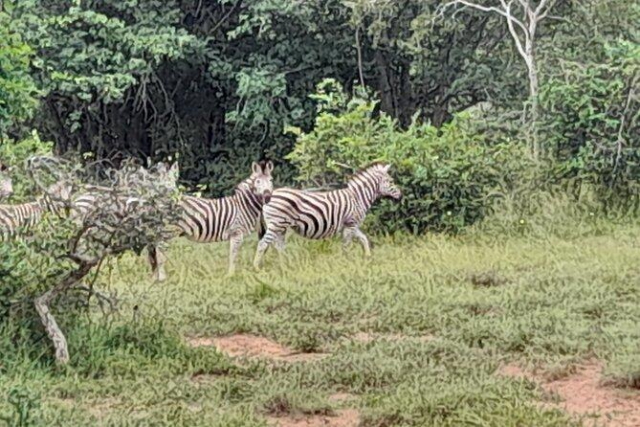 Quiçama National Park: Zebras
