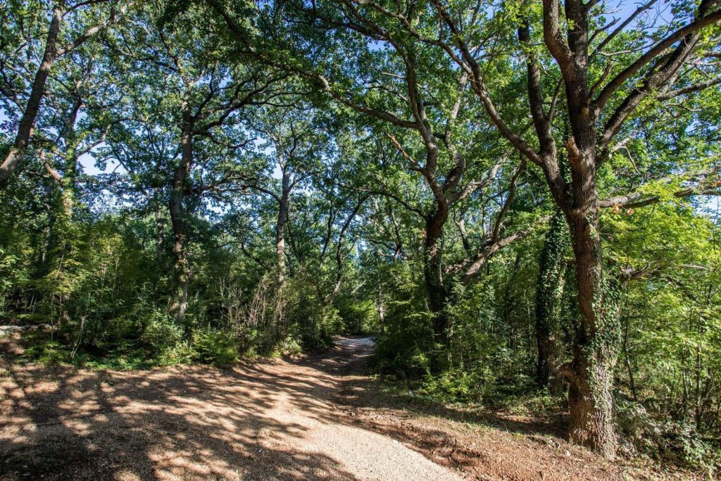 Forest of Krka National Park in Croatia