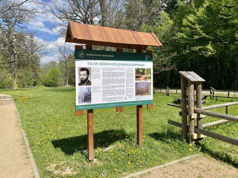 Sentier des Chênes Royaux dans la forêt de Białowieża