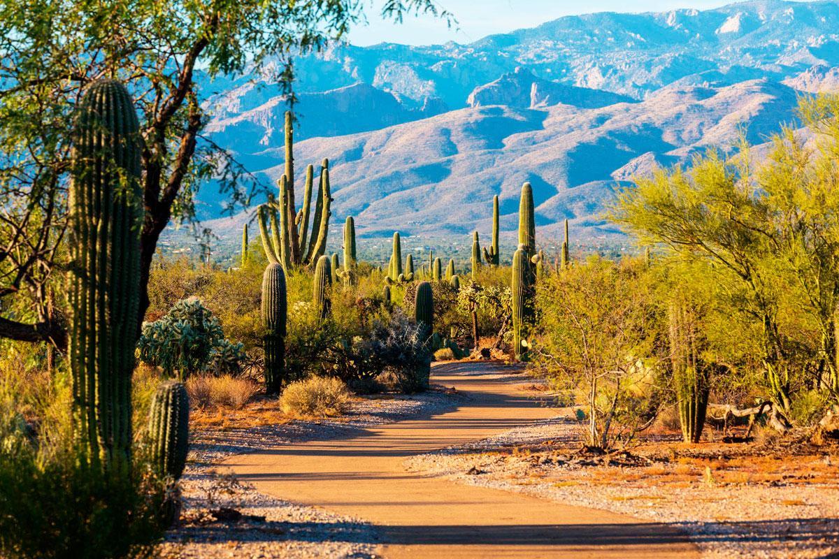 Parc national de Saguaro