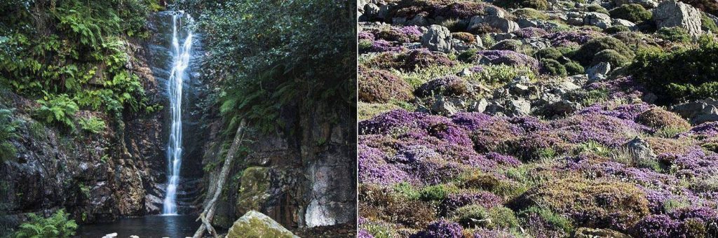 Plantes sauvages et flore native dans le Parc national de la Sierra de las Nieves