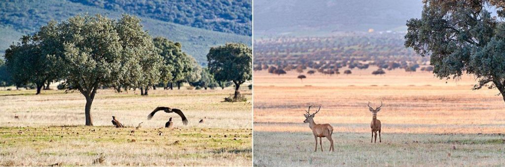 Animaux sauvages dans la Sierra de las Nieves
