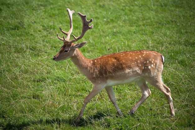 Cerf sika (Cervus nippon)