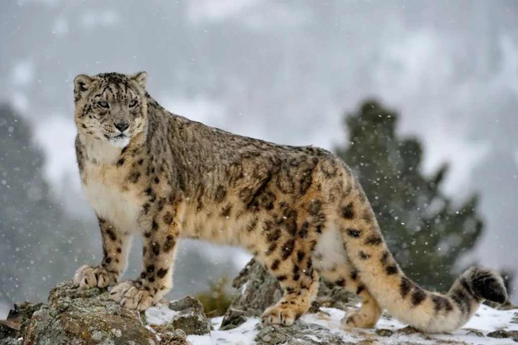 Panthère des neiges (Panthera uncia) dans les montagnes du Sichuan, Chine