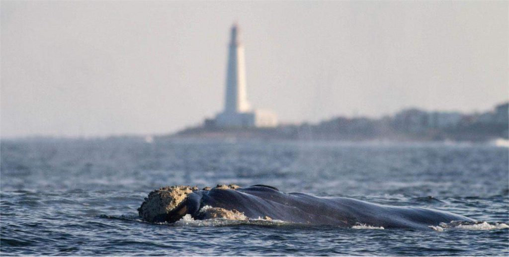Observation de la baleine franche australe (Eubalaena australis) à Rocha et Cabo Polonio