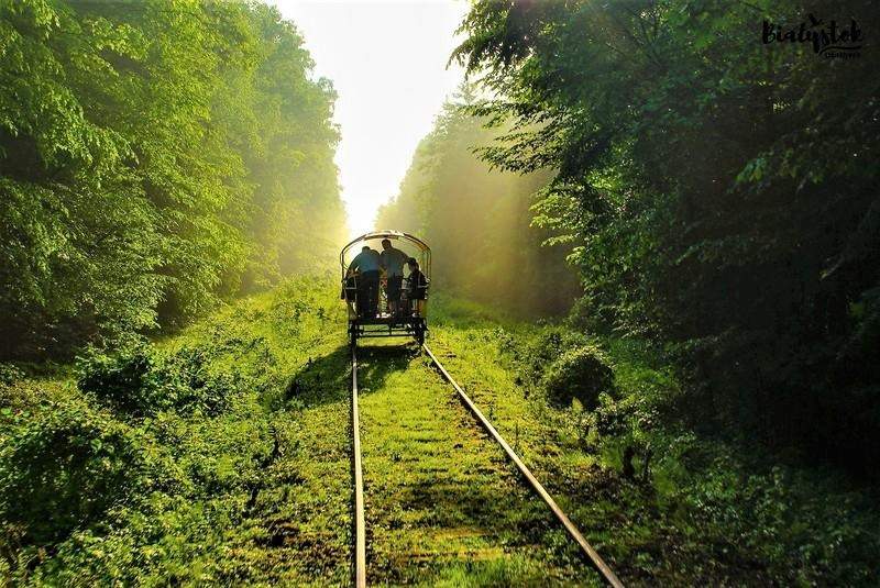 Promenade en tramway à travers la forêt de Białowieża
