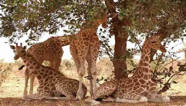 Giraffes in W National Park