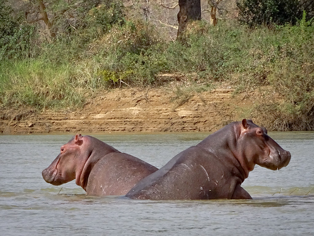 Hippopotamuses in the river of W National Park