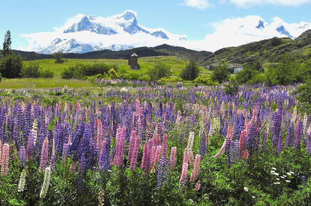 Lupins sauvages (Lupinus polyphyllus)