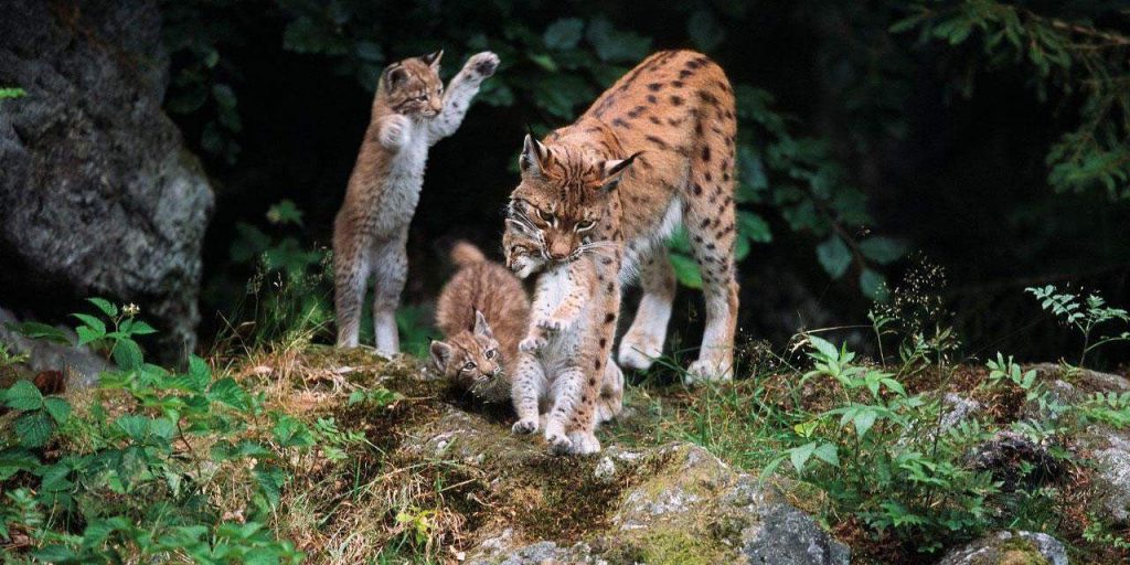 Faune du parc national de Kalkalpen, Autriche