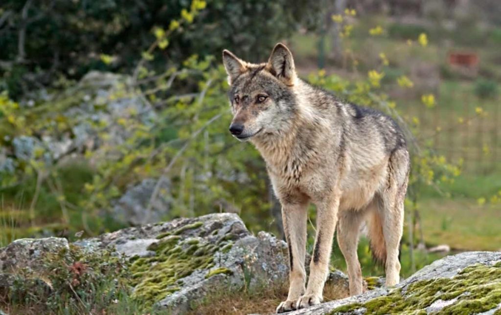 Loup (Canis lupus) dans le Parc national Buiratau, Kazakhstan