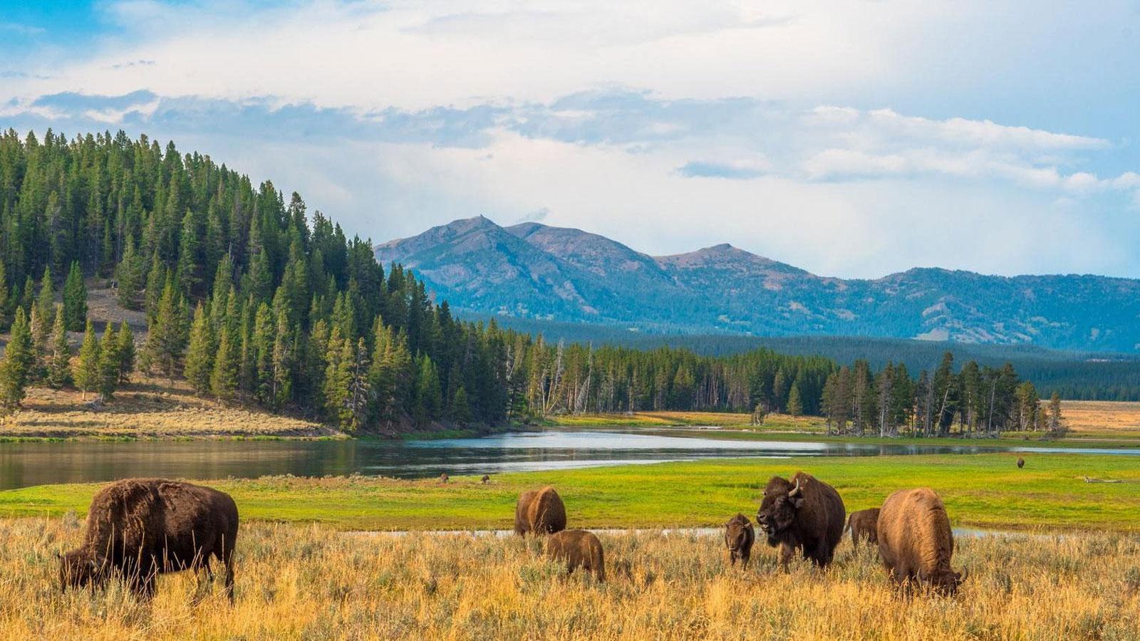 Parc national de Yellowstone